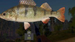 азартная ловля