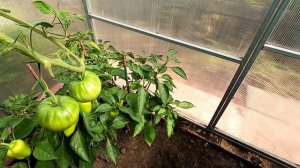 Мой участок 12 августа 2025 года