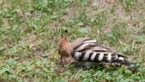 Почти ручной Удот.