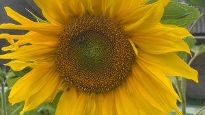 13.08.2025 СП ДОБИВАЮ НЕДОВЯЗЫ-4/ 2025 / отчёт N29