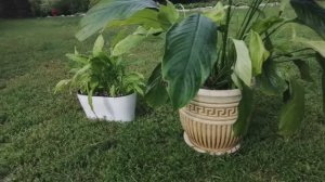 Пересадка Спатифиллума! Слабонервным не смотреть! Обзор растений на одном из окон! Зацвела  Хойя!