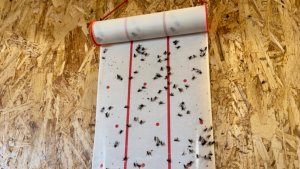 Муж - работает, я - мух считаю.