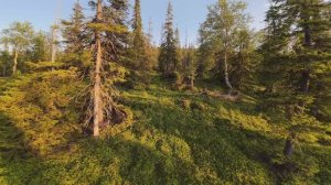Лето Север Лес Тепло *4k