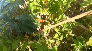 20250812 Август 2025 Ирландия