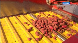 Коми научный центр запатентовал новый "эталонный" сорт картофеля Печорский