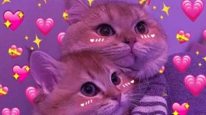 Вы это искали!