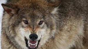 Волк совершил самосуд. Интересная история про волка.
