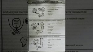 Толстая кишка