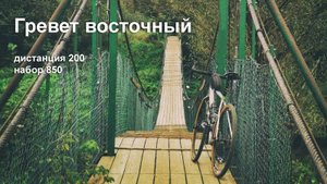 Гревет