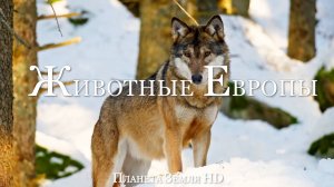 Животные Европы HD - Живописный Фильм о дикой природе с успокаивающей Музыкой