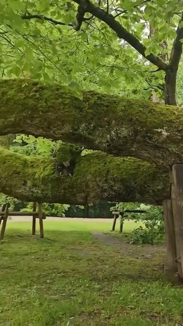 Каменицкая липа — одно из самых необычных деревьев в Чехии. смотреть онлайн