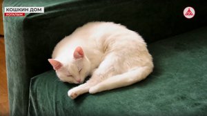 Шанс на новую жизнь