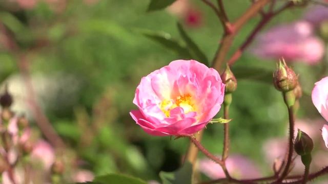 Итоги недели от 26.07.2025 г. г.Янаул смотреть онлайн