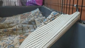 марфуша спит и песни 🎧 поëт и танцует  а  нюха прячится