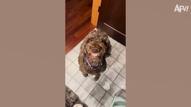 America′s Funniest Home Videos. AFV's Funniest Dogs! 🐶 Best Puppy Fails