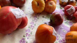 IMG_8847 Четвертая часть, обзор томатов.