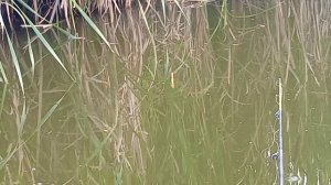 Видео с РЫБАЛКИ от папы🎣