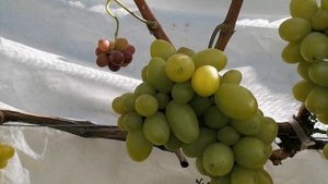 Виноград Айвенго Калугина В.М