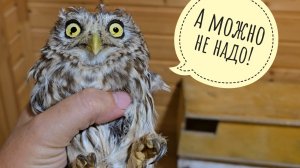 Морально готовлю сыча Кубышу к поездке на Юг. Другие совы слушают и радуются таким новостям