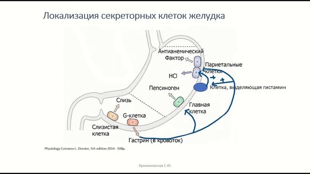 Пищеварение в желудке