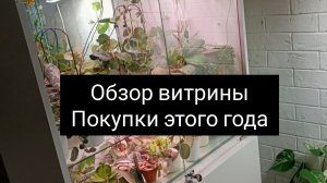 обзор витрины// покупки этого года