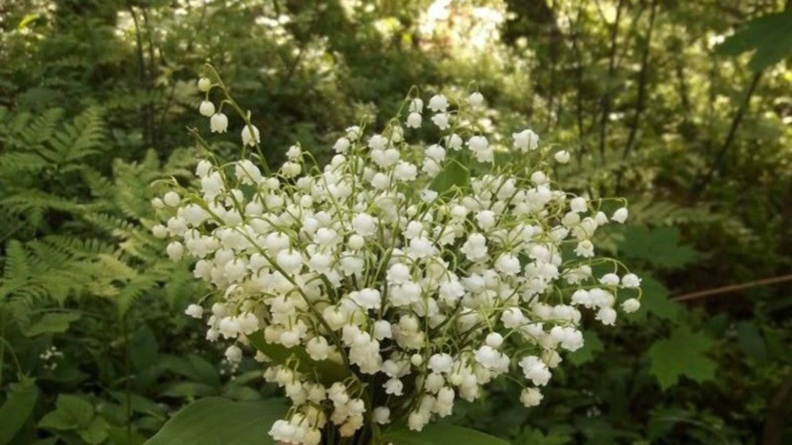 Ландыши смотреть онлайн