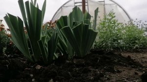 Ирисы после дождя.Деление и пересадка