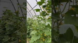 Наш урожай #уралочка #урожай2025 #огород