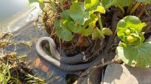 2025.04.21 Ужик обедает лягухой