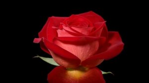 Поцелуй розы