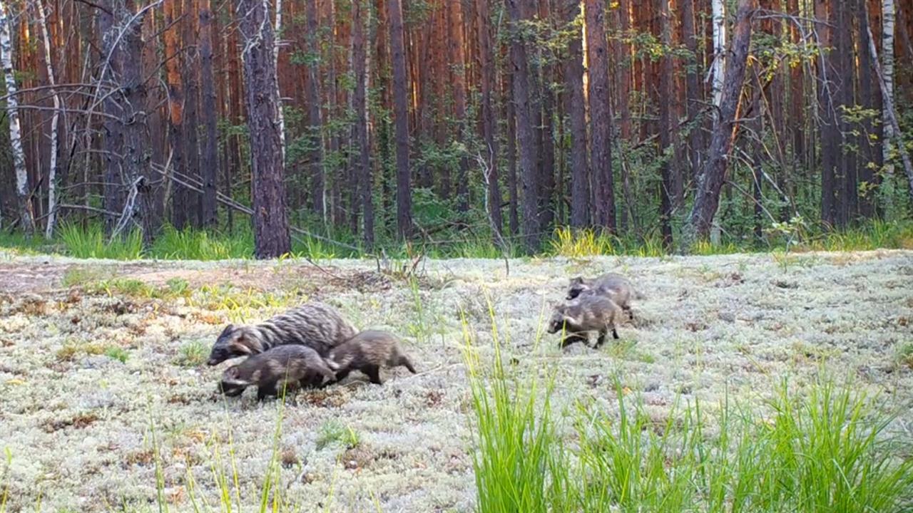 Игры енотовидной собаки с шестью детенышами засняли в Керженском заповеднике