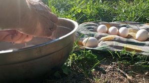 Яйца для инкубации по почте. Получила и ... Посмотрим будут ли цыплята.