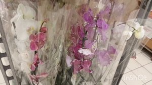 Шикарный микс орхидей в Ашане/12.08.25/
