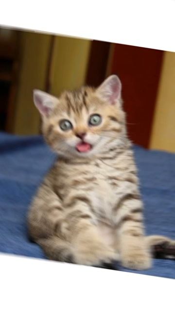 котята🥰🥰 смотреть онлайн