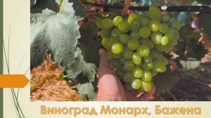 Монарх, Бажена на 12 августа 2025