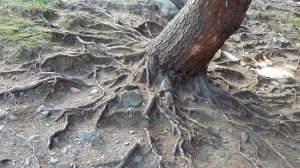 деревья гиганты в России