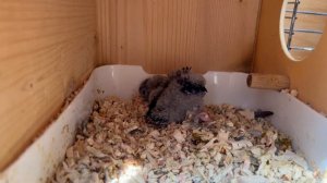 Один дома 12 августа 2025