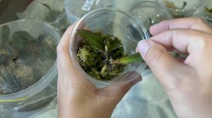 Фласятам три недели / Обработка от гниения