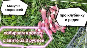 Кровать с авито за 0 рублей ✨ по душам ❤️ про клубнику и редис / #дачныедела