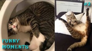 ПРИКОЛЫ С ЖИВОТНЫМИ😂ПРИКОЛЫ 2025🔥|СМЕШНОЕ ВИДЕО|СМЕШНЫЕ ЖИВОТНЫЕ #2✅