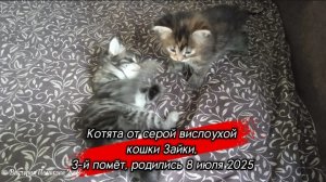 Три милых котёнка исследуют мою кровать, здесь им 1 месяц