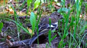 Зяблик-девочка ищет корм