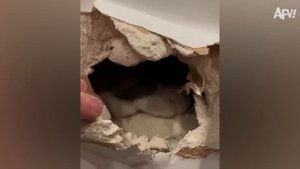 America′s Funniest Home Videos. Funniest Expensive Fails! 😱 You Won't BELIEVE How Much These Cost