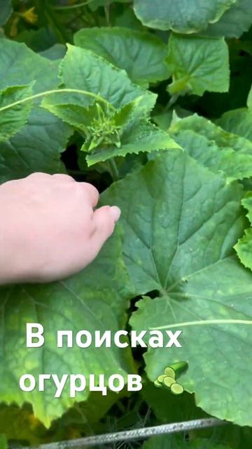 В поисках огурцов  #огурцыгдевы #дача #дачныедела #дачнаяжизнь #лето #дачныесоветы