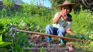 Сяо Ли - Одна тарелка жареных листьев сладкого картофеля