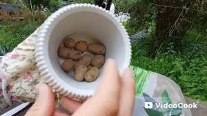 Пересадка хавортии полосатой.