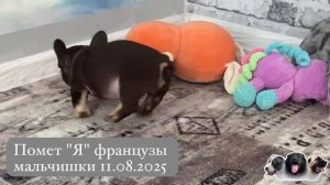 Малыши французского бульдога, возраст полтора месяца, на видео два мальчика и одна девочка 💙🩷💖