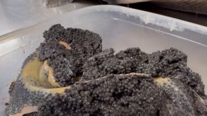 Чёрная икра из Астрахани. Как выглядит настоящая икра?