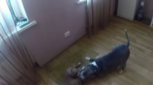 Игры с другими собаками