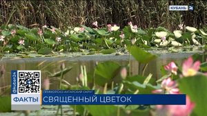 Пик цветения лотосов пришелся на август в Краснодарском крае